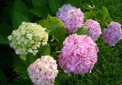 梦见绣球花 www.haochilao.com.cn