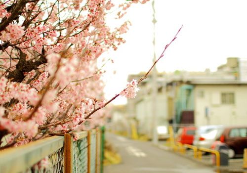 梦见樱花 www.haochilao.com.cn