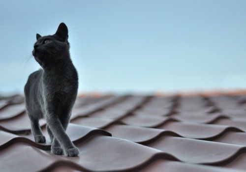 梦见黑猫 www.haochilao.com.cn