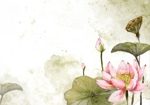 梦见荷花 www.haochilao.com.cn