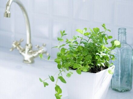 浅谈绿色家居风水 www.haochilao.com.cn