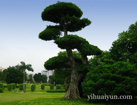 树撞煞怎么化解 www.haochilao.com.cn