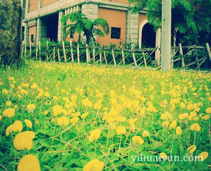 住宅养花风水知道哪些 www.haochilao.com.cn