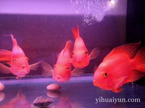 风水鱼死了怎么处理 www.haochilao.com.cn