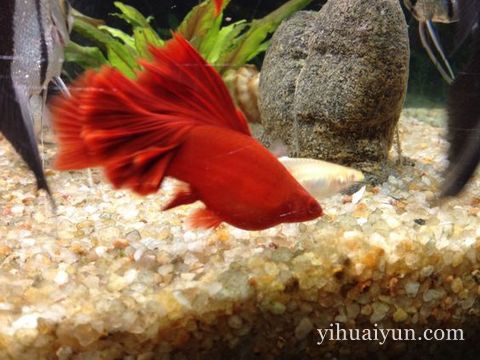 风水鱼死了怎么处理 www.haochilao.com.cn