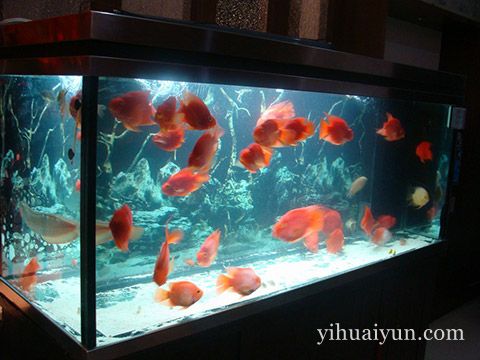 风水鱼死了怎么处理 www.haochilao.com.cn