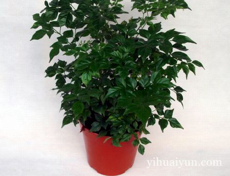 客厅植物摆放风水位置 www.haochilao.com.cn