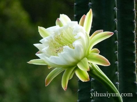 客厅植物摆放风水位置 www.haochilao.com.cn