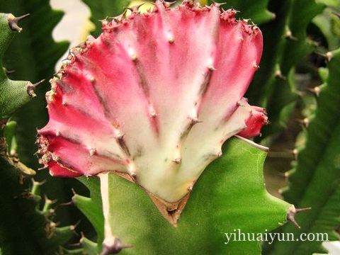 客厅植物摆放风水位置 www.haochilao.com.cn