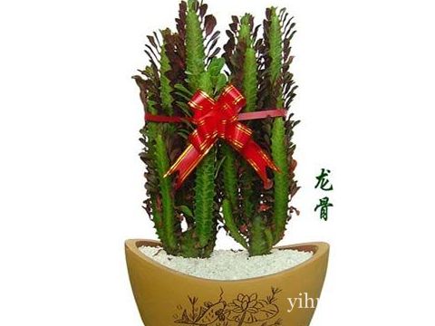 客厅植物摆放风水位置 www.haochilao.com.cn