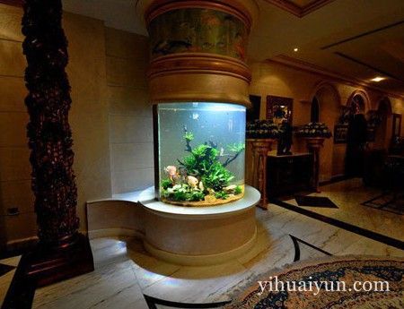 办公室养什么鱼好 www.haochilao.com.cn