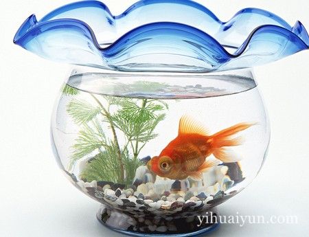 办公室养什么鱼好 www.haochilao.com.cn