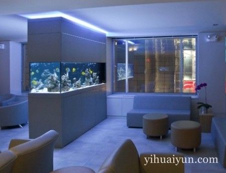 办公室养什么鱼好 www.haochilao.com.cn