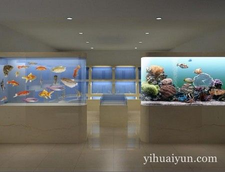 家里养鱼养多少条好 www.haochilao.com.cn